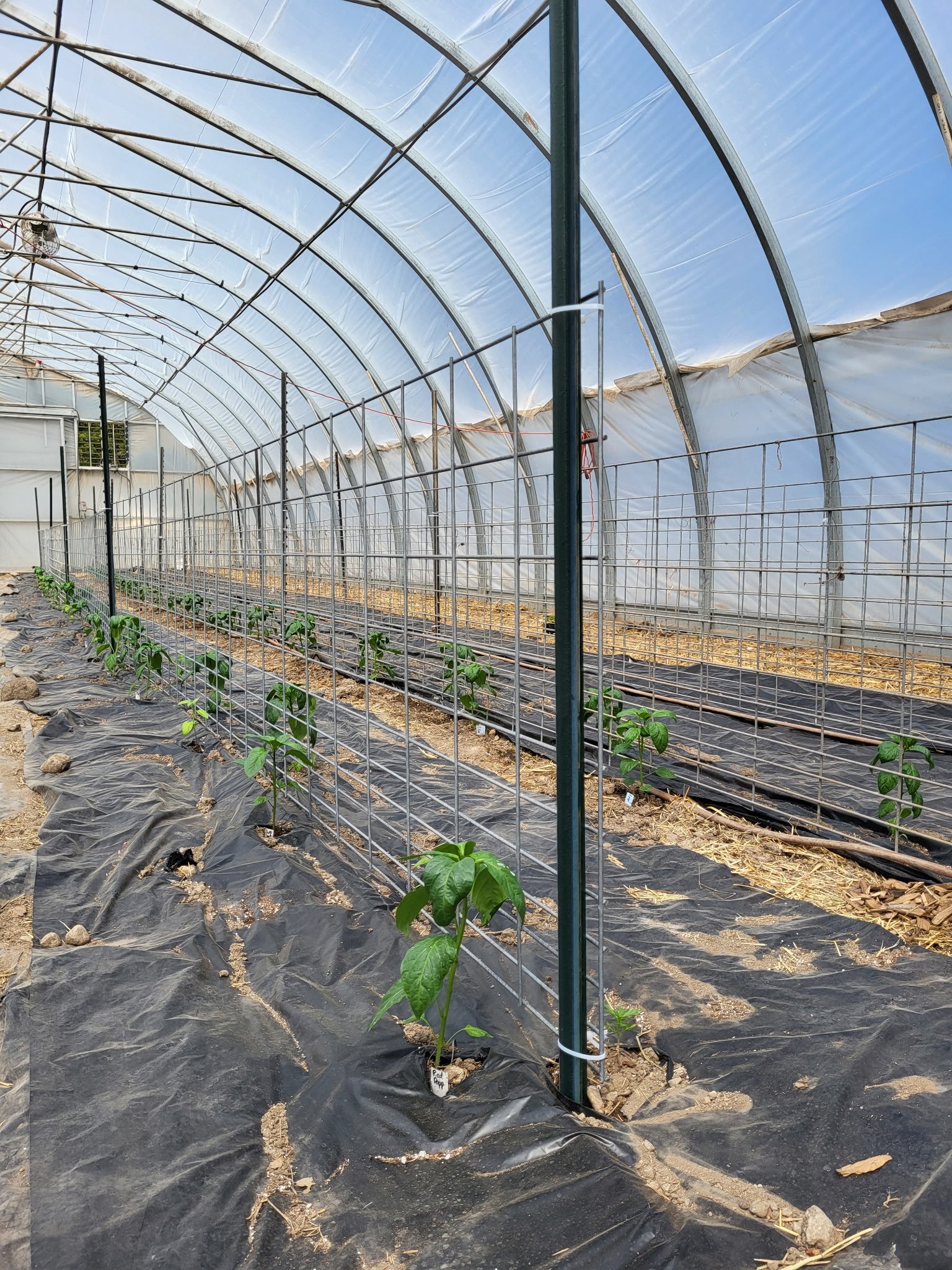 T-post and hog panel pepper trellis in the greenhouse