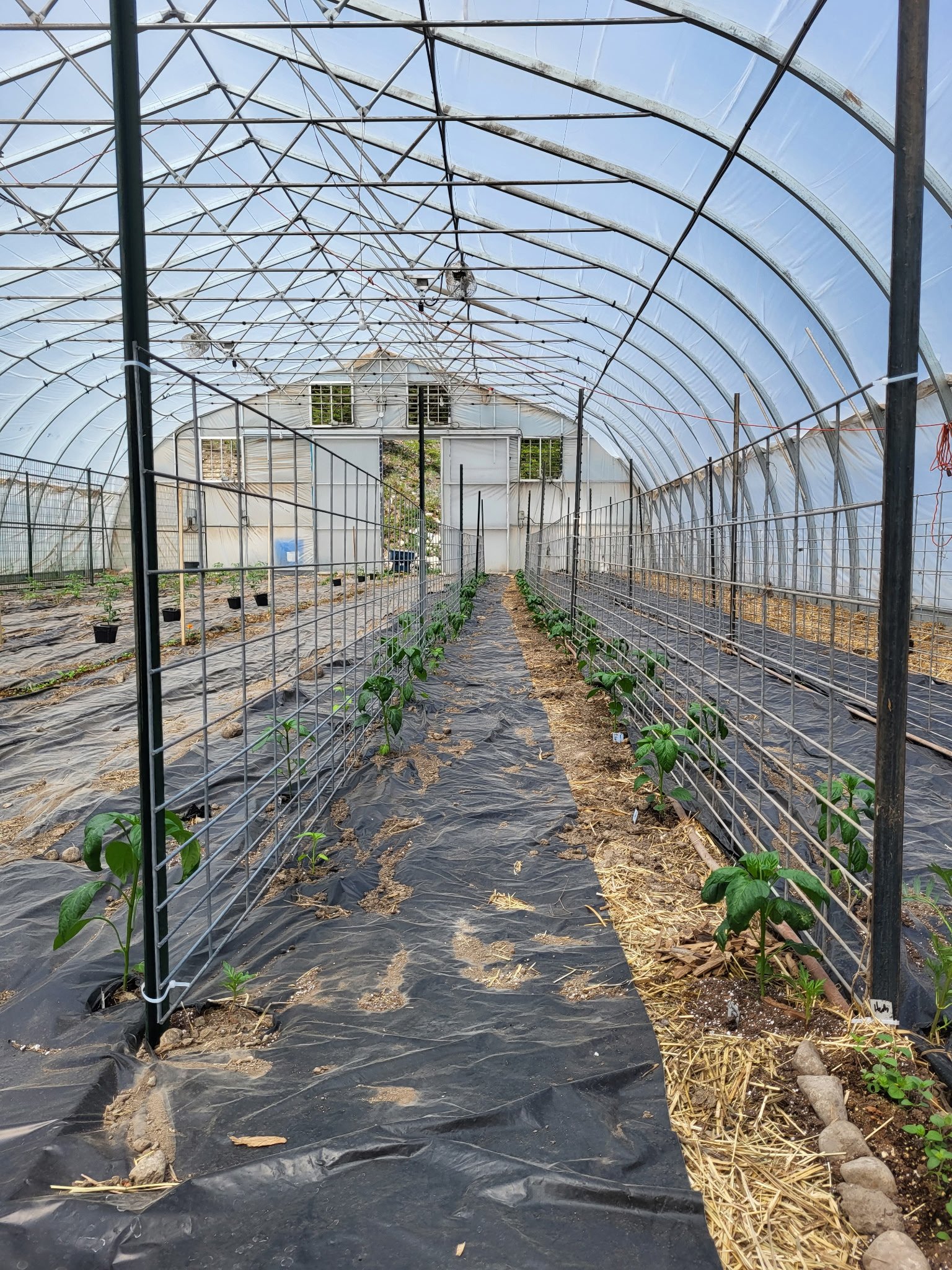 Pepper plants growing through hog panel trellis
