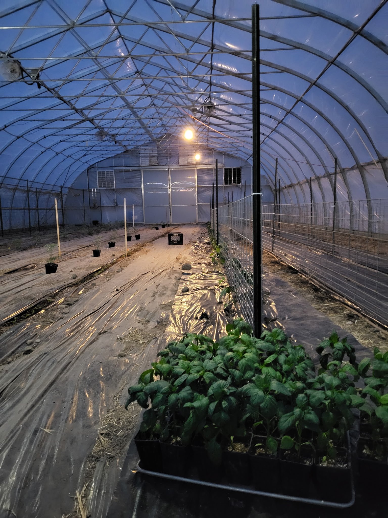 Complete greenhouse pepper trellis setup