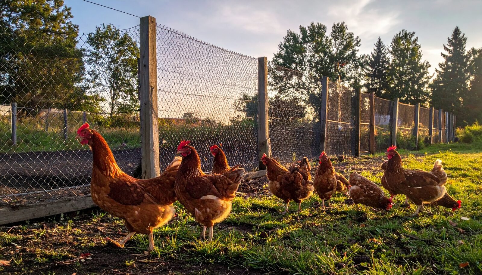 Young grower chickens in a mesh-panel outdoor run at golden hour