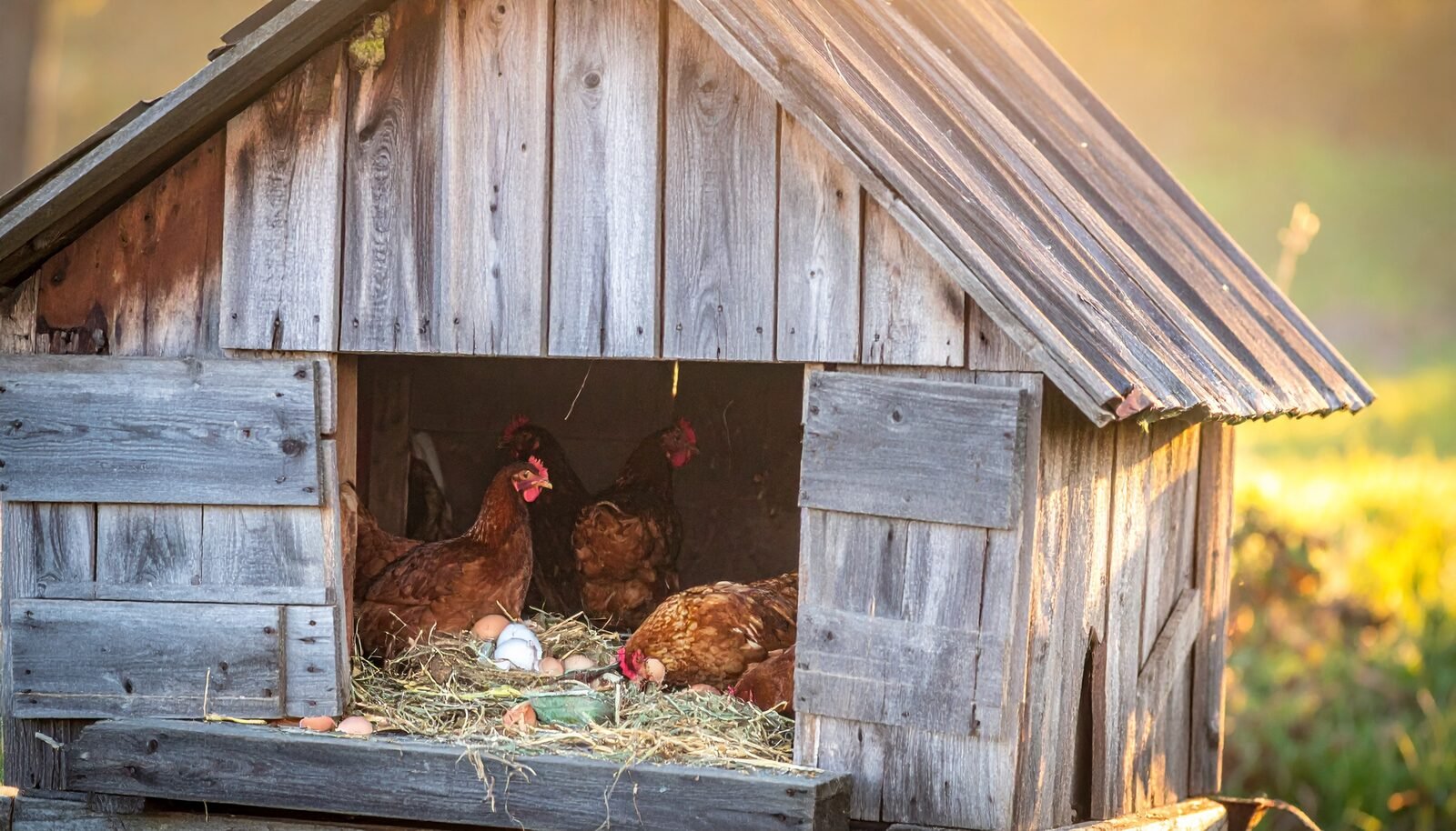 Laying hens in a weathered hand-built wooden coop with straw nest